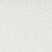 Lively Sage, grade B